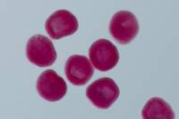 Oursin - embryologie - stade éclosion de la blastula x100